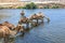 Dromedaries at Wadi Darbat, Taqah (Oman)