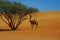 Dromedary