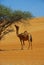 Dromedary