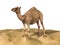 Dromedary