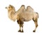 Dromedary