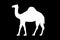 Dromedary