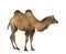 Dromedary