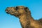 Dromedary against the blue sky