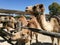 Dromedary, also called Arabian camel in a zoo park during summer
