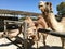 Dromedary, also called Arabian camel in a zoo park during summer