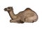 Dromedary or Arabian Camel