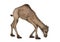 Dromedary or Arabian Camel