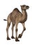 Dromedary or Arabian Camel