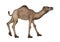 Dromedary or Arabian Camel