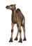 Dromedary or Arabian Camel