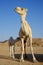 Dromedary or Arabian camel nurses its calf