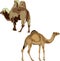 Dromedary and Bactrian camel.