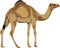 Dromedary camel