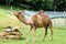 Dromedary Camel