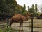 Dromedary camel