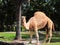 Dromedary camel