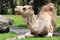 Dromedary camel