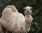 Dromedary Camel