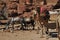 Dromedary camel in the ancient city of Nabe Petra. Tourist attraction and transport for visitors. A ship of the desert, traveling