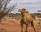 Dromedary Camel in Australia