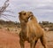 Dromedary Camel in Australia