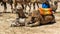 Dromedary camel and calf kneeling on the sand at a commercial camel ride site in Marrakesch, Morocco.