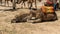 Dromedary camel and calf kneeling on the sand at a commercial camel ride site in Marrakesch, Morocco.