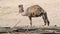 The dromedary camel. Camelus dromedarius