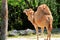 Dromedary camel (Camelus dromedarius)