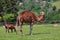 Dromedary Camel with Domestic Goat