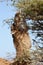 Dromedary (camel) eats from an acacia tree.