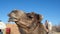 Dromedary camel with a funny expression