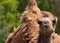 Dromedary camel funny face close up