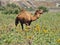 Dromedary camel grazing at meadow