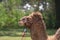 Dromedary Camel with a Halter and Lead