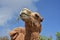 Dromedary Camel with Hay Hanging from His Mouth