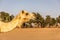 Dromedary camel head and neck Camelus dromedarius in profile with ghaf trees and desert in the background