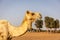 Dromedary camel head and neck Camelus dromedarius in profile with ghaf trees and desert in the background
