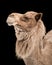 Dromedary Camel III