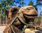A dromedary camel looks at the camera in an enclosure in an exotic wildlife rescue and rehabilitation zoo.