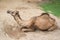 Dromedary camel lying on sand