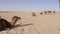 Dromedary camel lying on sand in desert. Herd of bedouin camel in Sahara desert. Panning shot