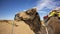 A dromedary camel in the Moroccan Sahara