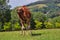 Dromedary Camel with One Hump during Sunny Day