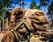 A dromedary camel poses for the camera at a wildlife rescue zoo.