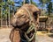 A dromedary camel poses for the camera at a wildlife rescue zoo.