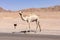 Dromedary camel on the road on the desert.