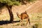 Dromedary camel in Sahara desert