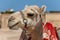 Dromedary camel sahara desert beach Sharm El Naga, Egypt